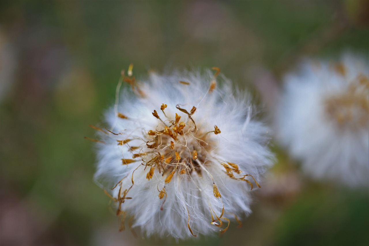 Preparing for Allergies and Asthma During Emergencies